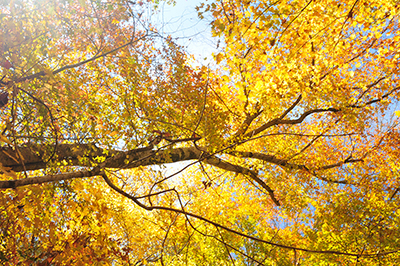 a golden sycamore tree towers overhead in this colorful, vibrant, fall trees photo
